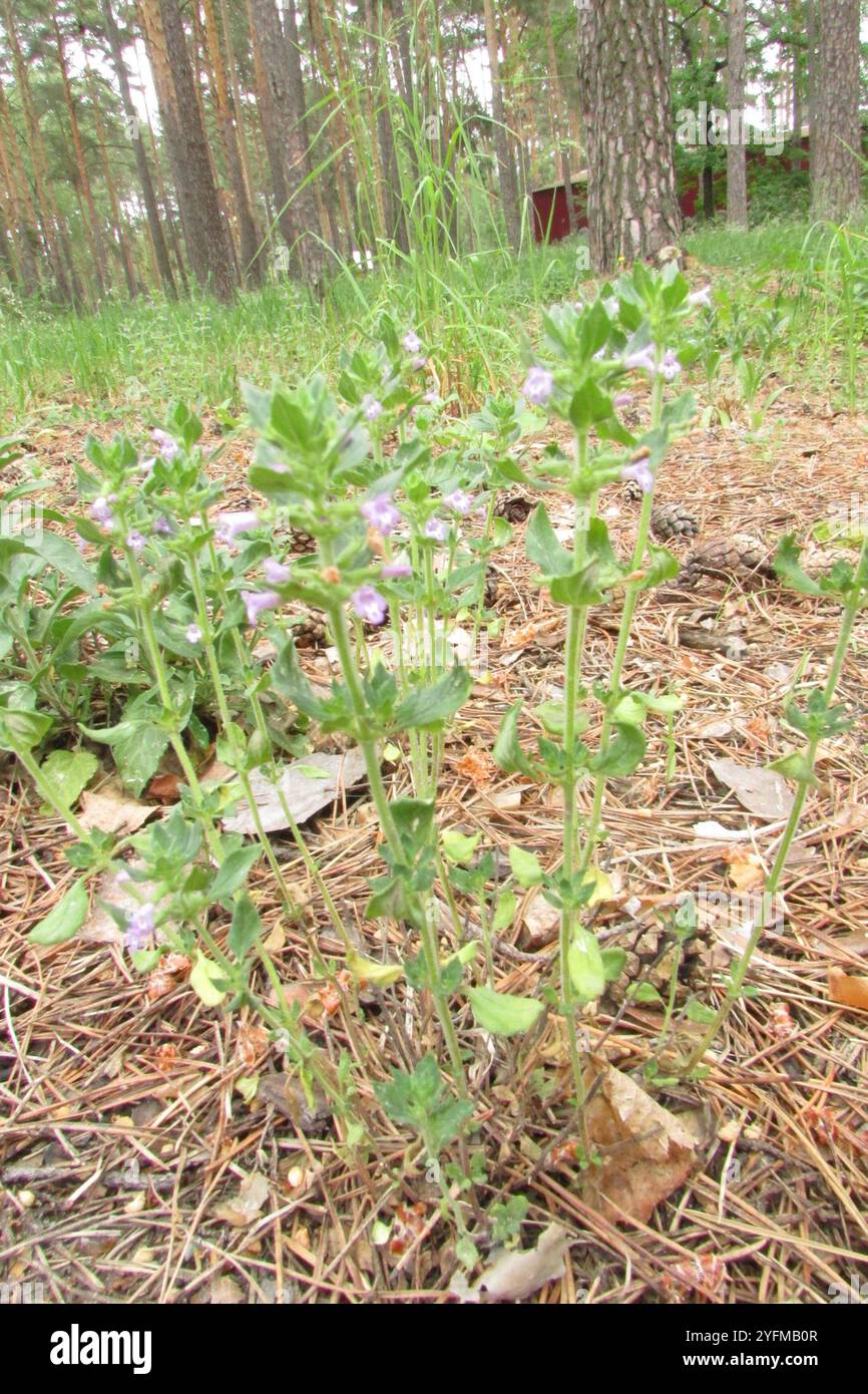 basilikum-Thymian (Clinopodium acinos) Stockfoto