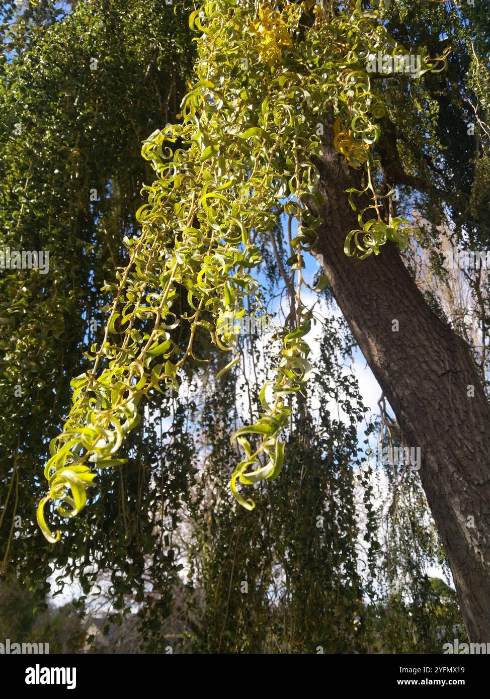 Lockige Weide (Salix babylonica tortuosa) Stockfoto
