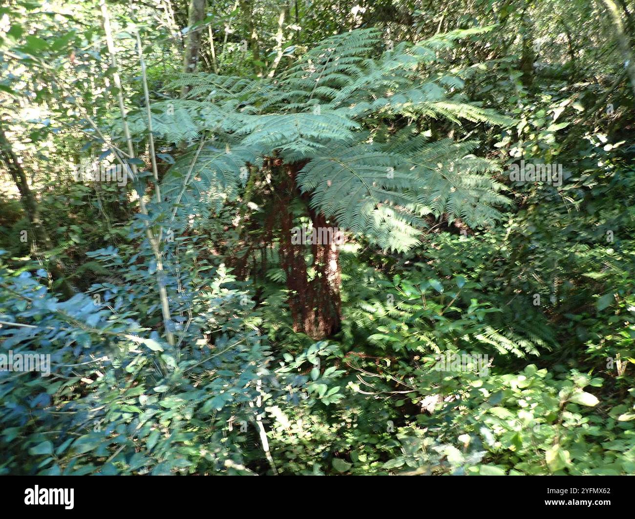 Waldbaumfarn (Cyathea capensis) Stockfoto