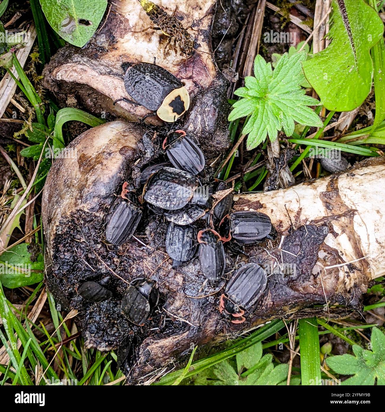 Margenhandel AAS Käfer (Oiceoptoma Noveboracense) Stockfoto