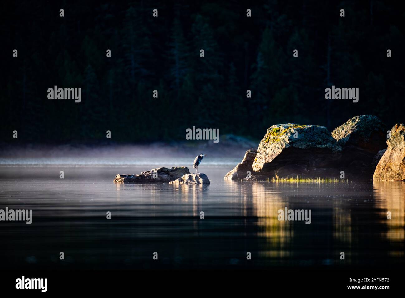 Grand Héron, Great Blue Heron, parc du bic, quebec, kanada Stockfoto