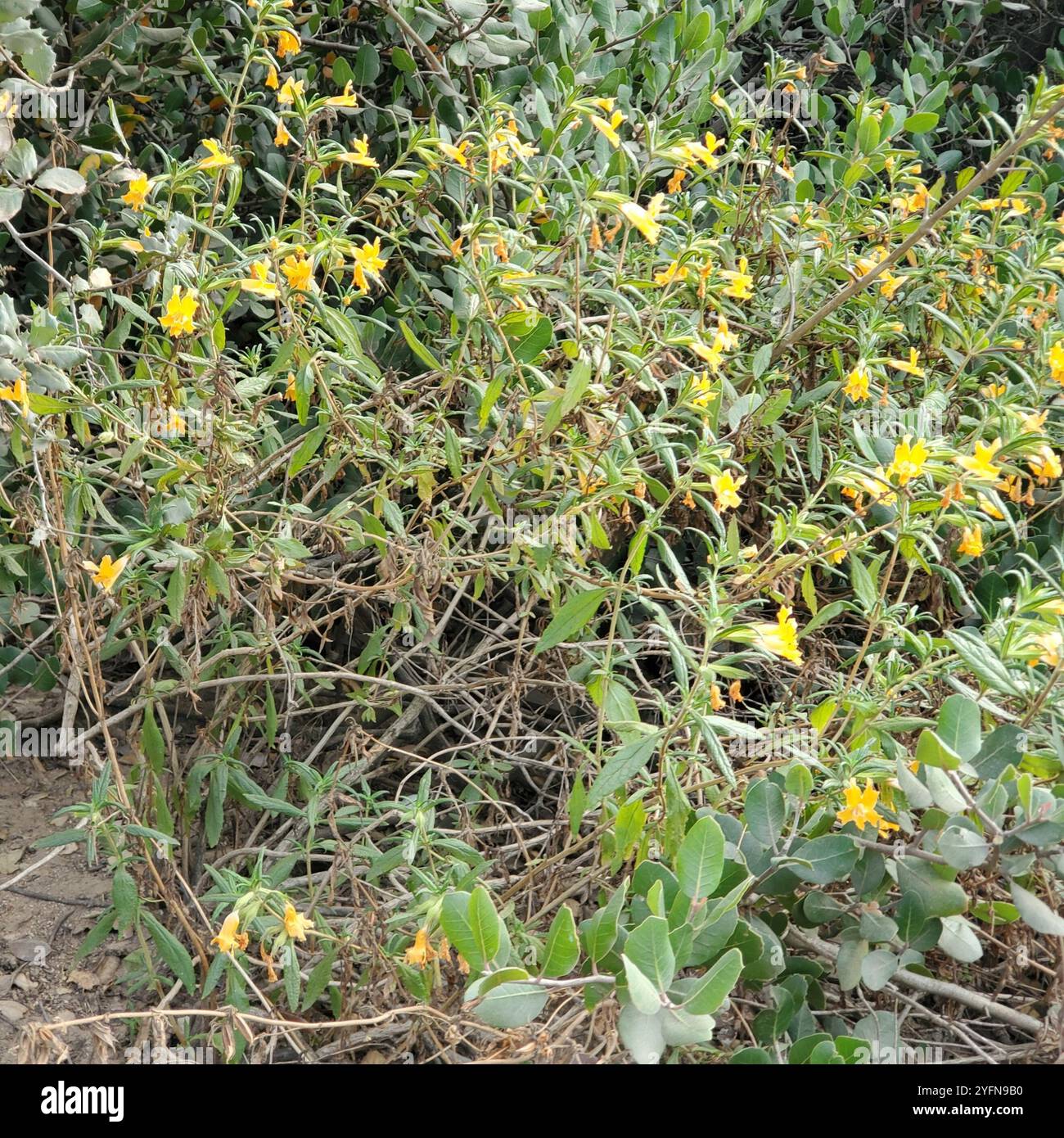 Südbuschaffenblume (Diplacus longiflorus) Stockfoto