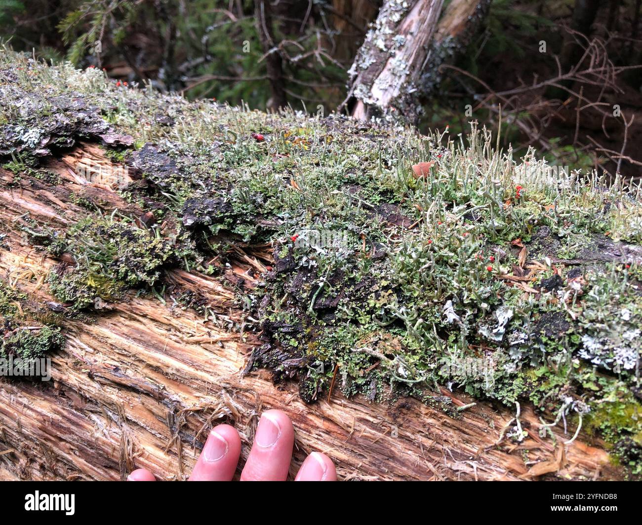 Britische Soldatenflechte (Cladonia cristatella) Stockfoto