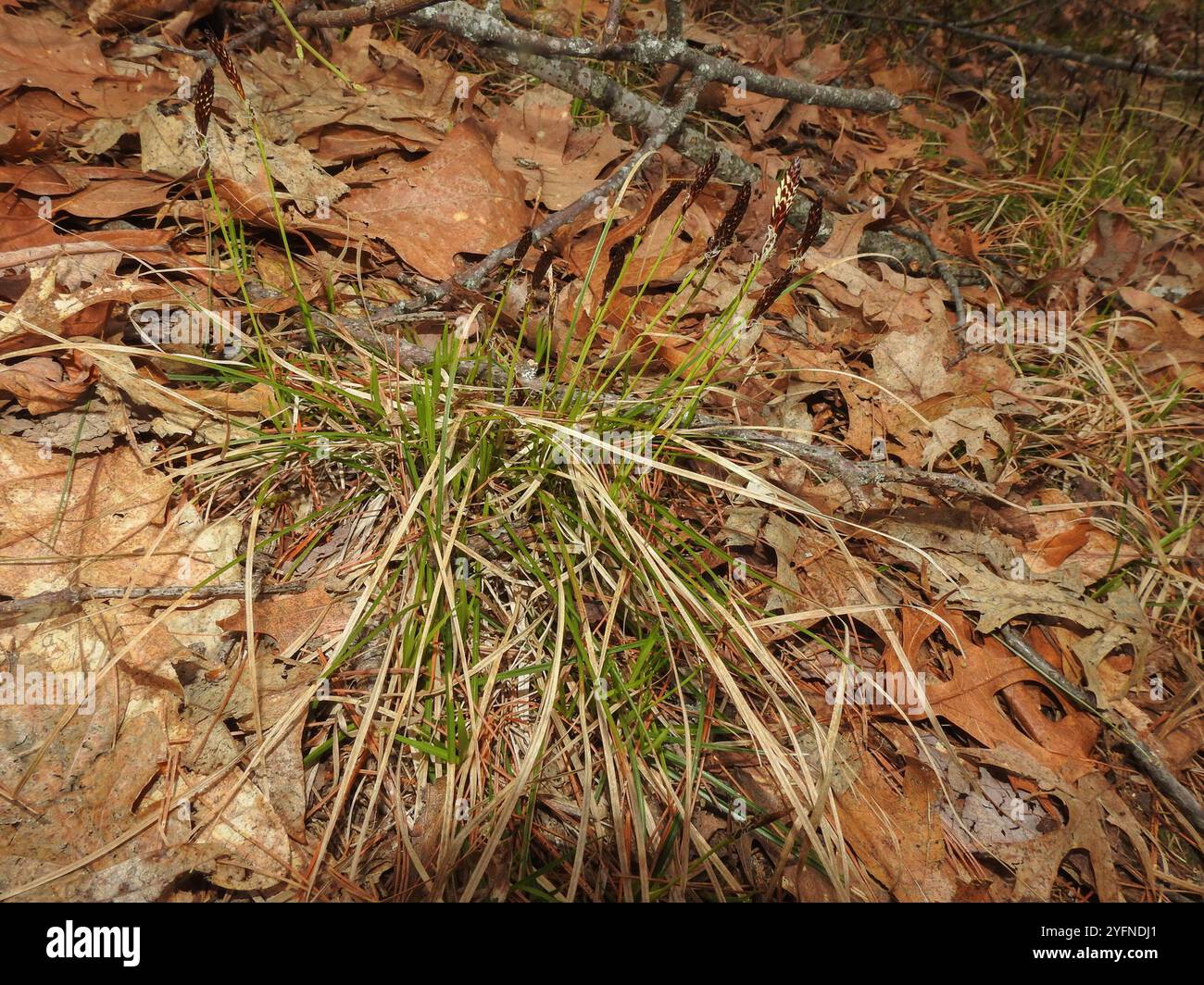 Pennsylvania Segge (Carex pensylvanica) Stockfoto