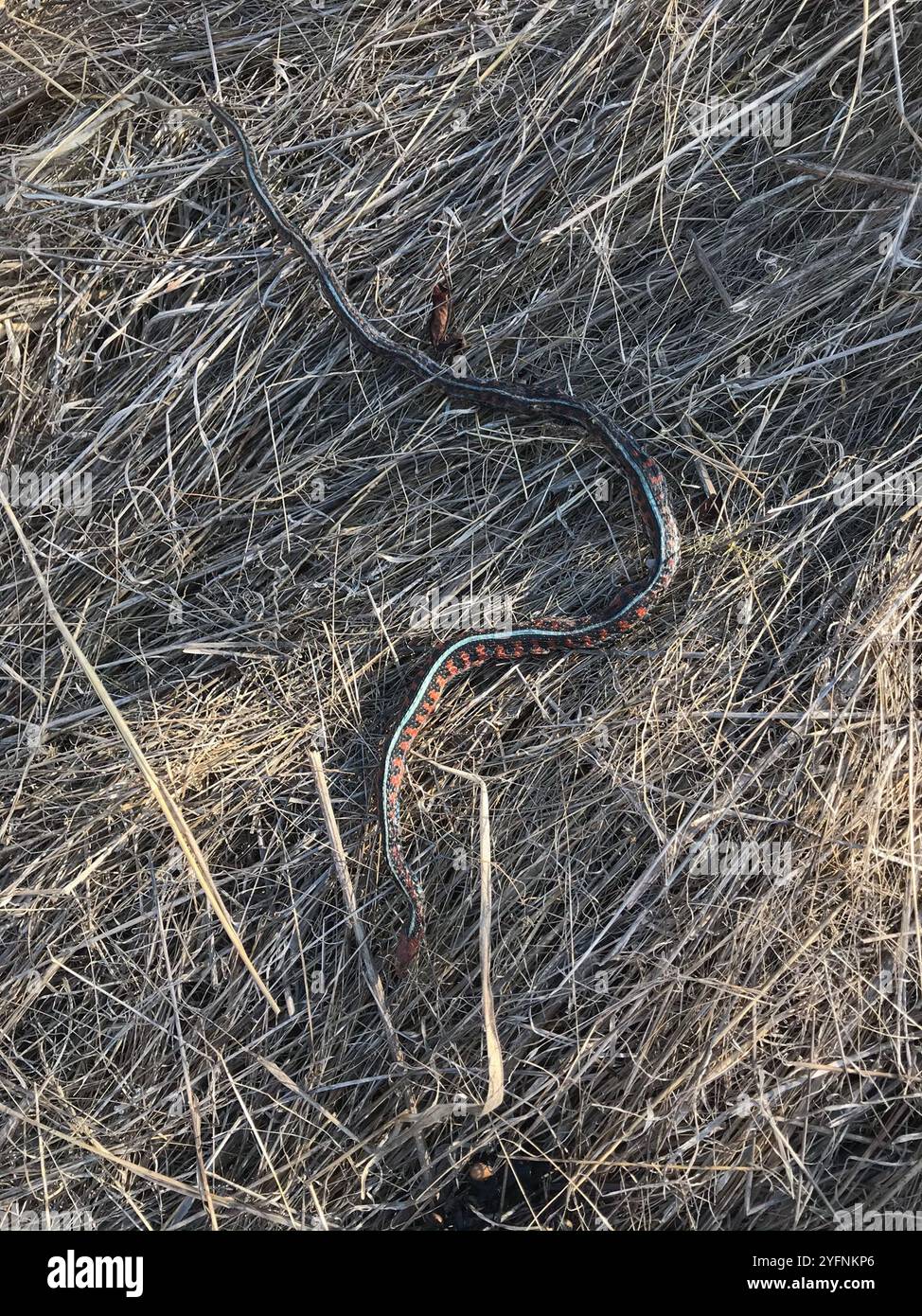 Kalifornische Rote Strumpfschlange (Thamnophis sirtalis infernalis) Stockfoto