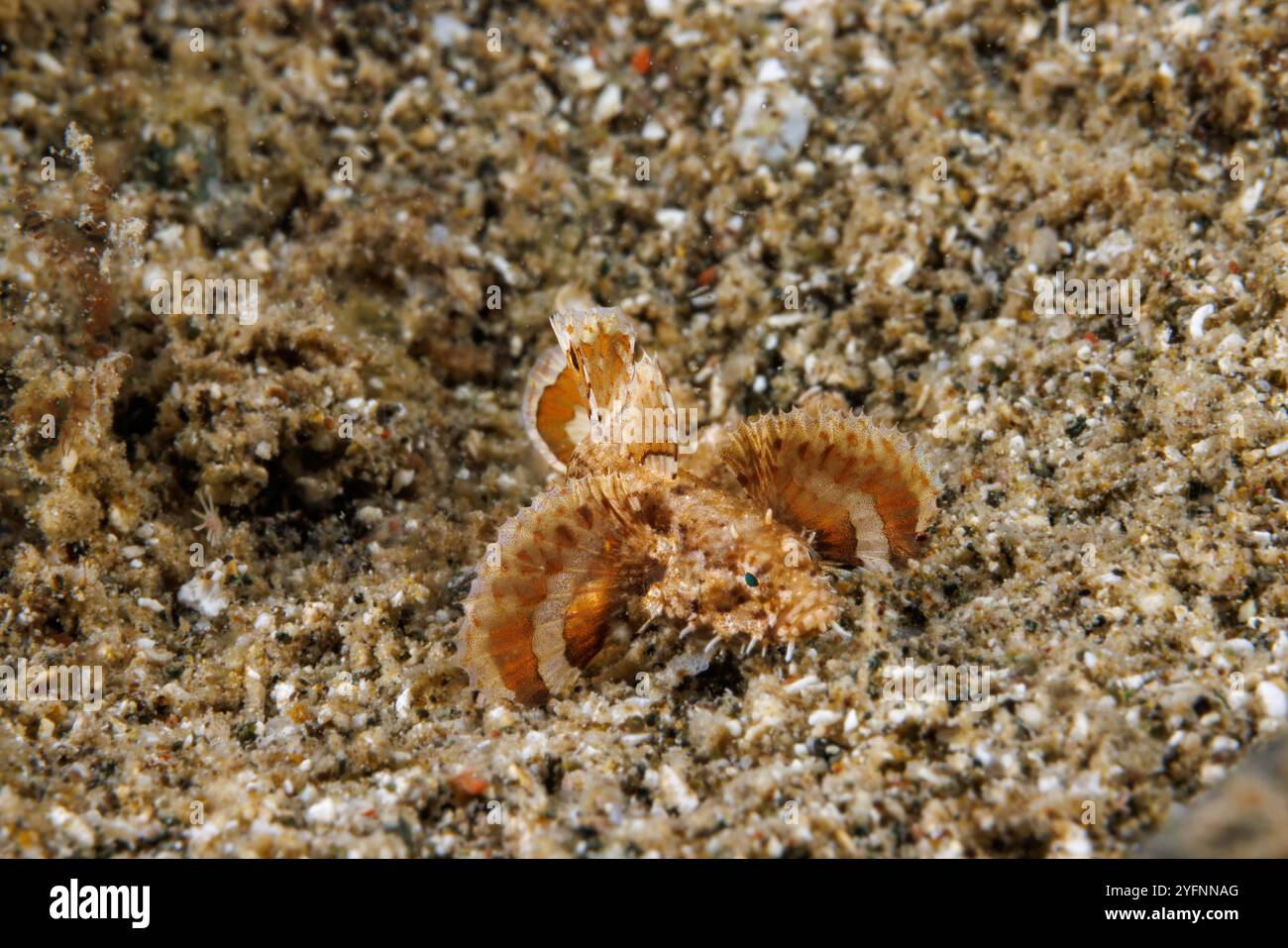 Hasselts Goby, Callogobius hasseltii, ist nur einen Zentimeter lang und auch bekannt als gebänderter flachköpfiger Goby, Guam, Föderierte Staaten von Mikronesien. Stockfoto