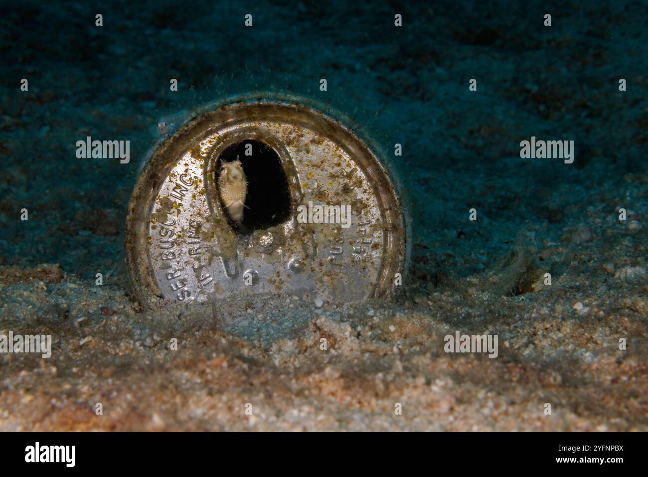 Dieser glatte Penny, Petroscirtes xestus, hat aus dieser entsorgten Dose ein Zuhause gemacht, Guam, Mikronesien, Marianen, Pazifik. Stockfoto