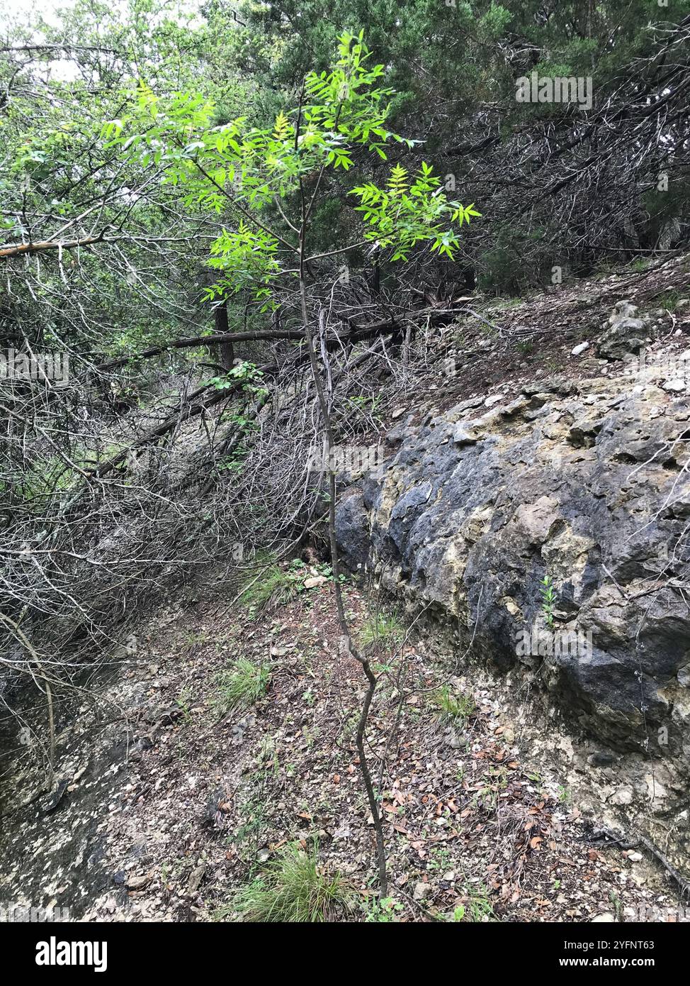 Prairie flameleaf sumac (Rhus lanceolata) Stockfoto