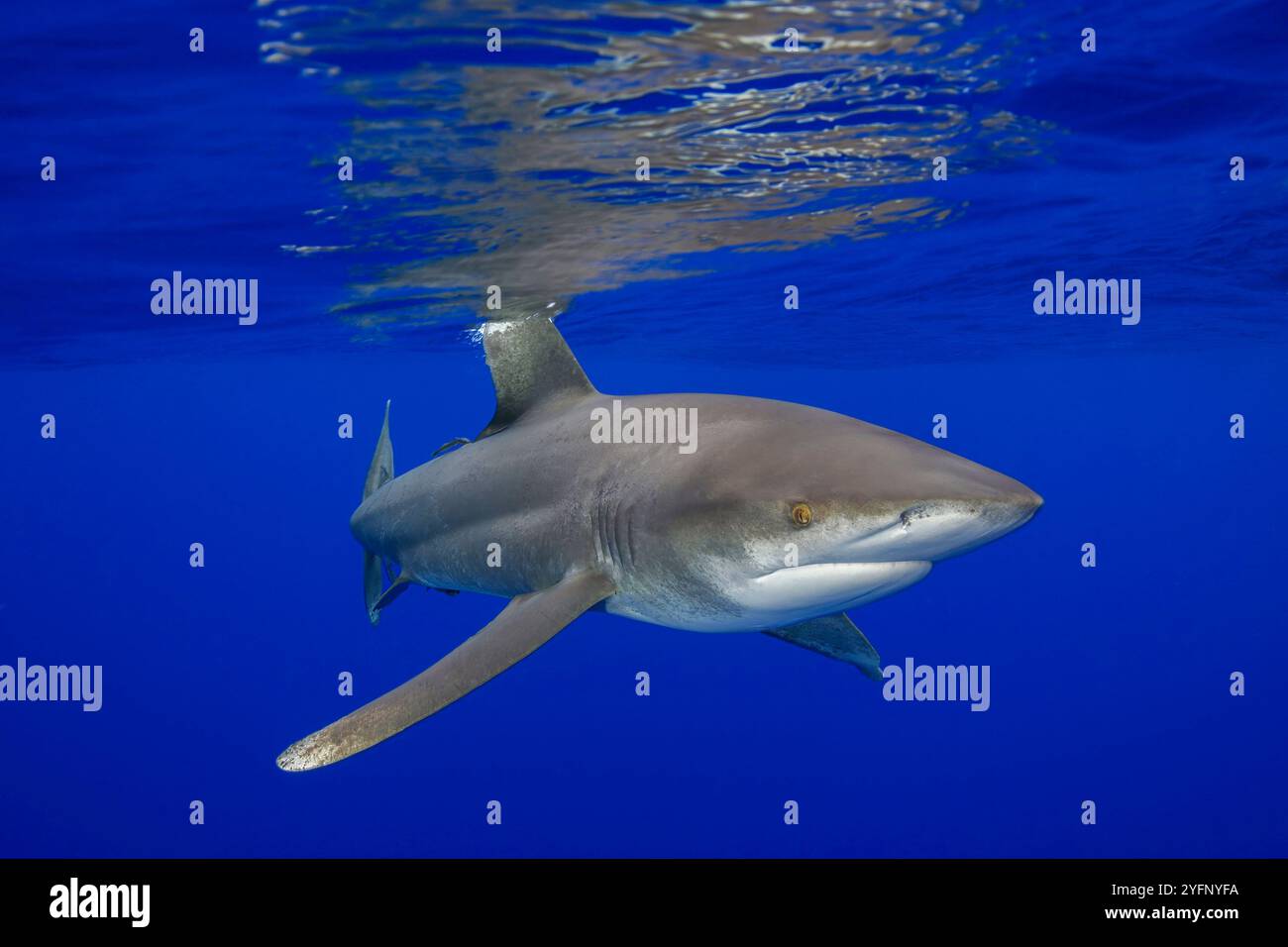 Weiblicher ozeanischer Weißspitzenhai, Carcharhinus longimanus, mehrere Meilen vor der Big Island im offenen Ozean, Hawaii. Stockfoto