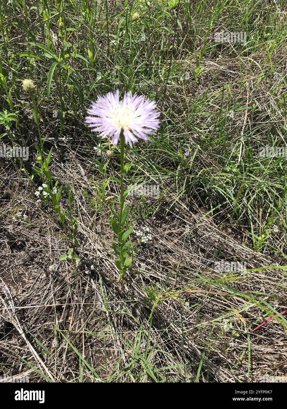 Amerikanische Korbblume (Plectocephalus americanus) Stockfoto