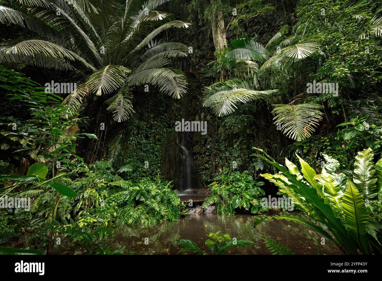 Wunderschöne Regenwaldlandschaft Palmen und kleiner Dschungel-Wasserfall Stockfoto