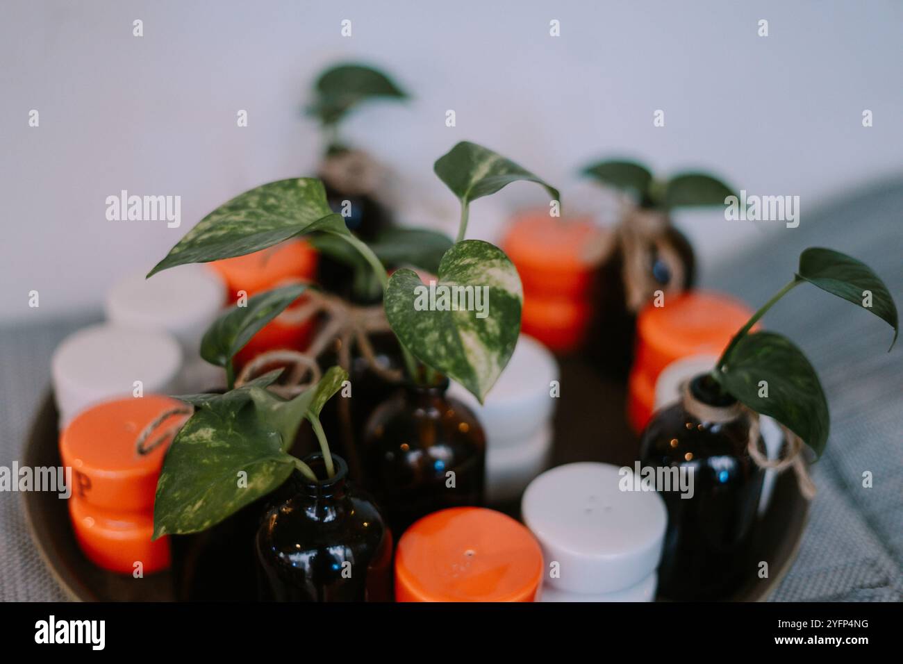 Tischdekor mit einer kleinen Pflanze in einer winzigen Flasche und einem Mini-Salzstreuer auf einem Tisch im Hotelrestaurant, was dem Restaurant einen charmanten Touch verleiht Stockfoto