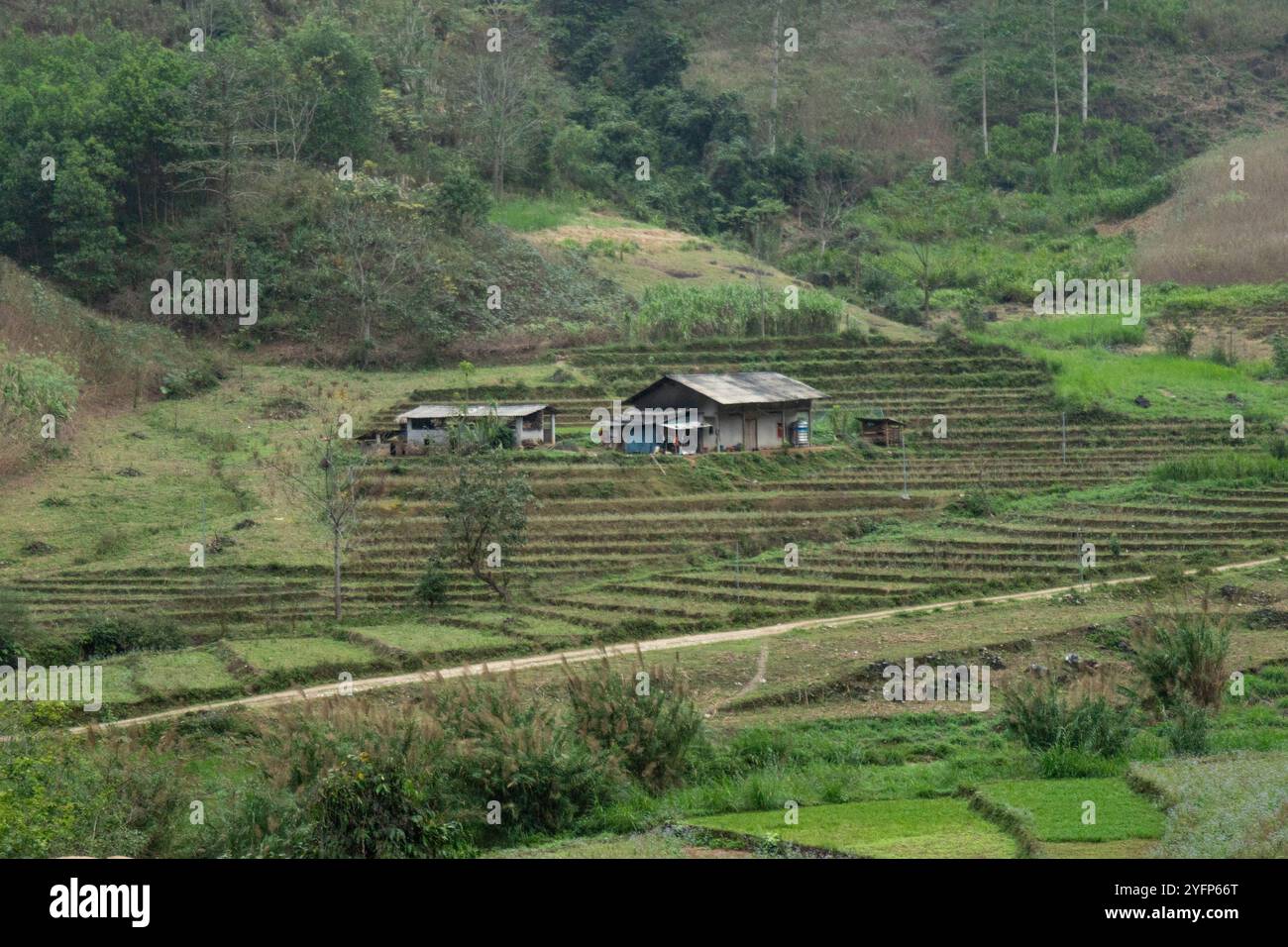 Reisterrassen-Reisfelder im Bezirk Bac Quang, Provinz Ha Giang, Vietnam Stockfoto