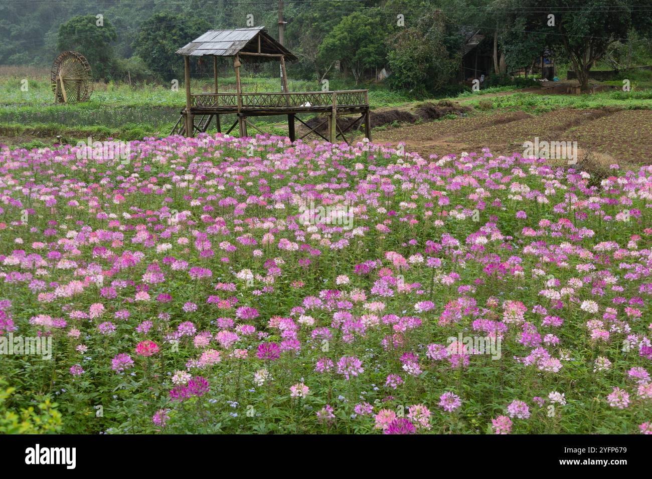 Ha Giang DONG VAN Vietnam, wunderschöne Blumenfelder in weiß und rosa Stockfoto