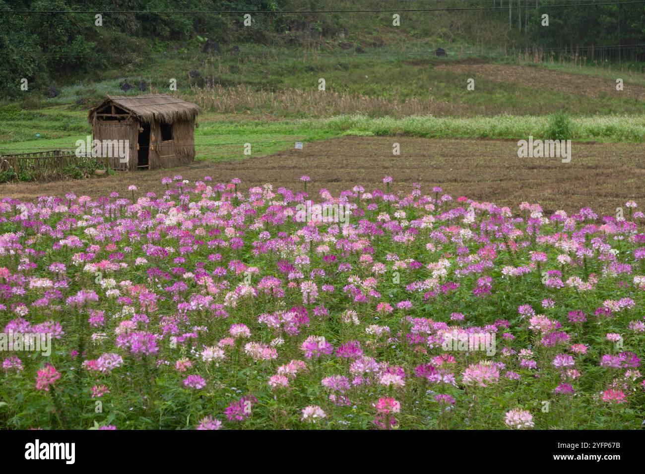 Ha Giang DONG VAN Vietnam, wunderschöne Blumenfelder in weiß und rosa Stockfoto