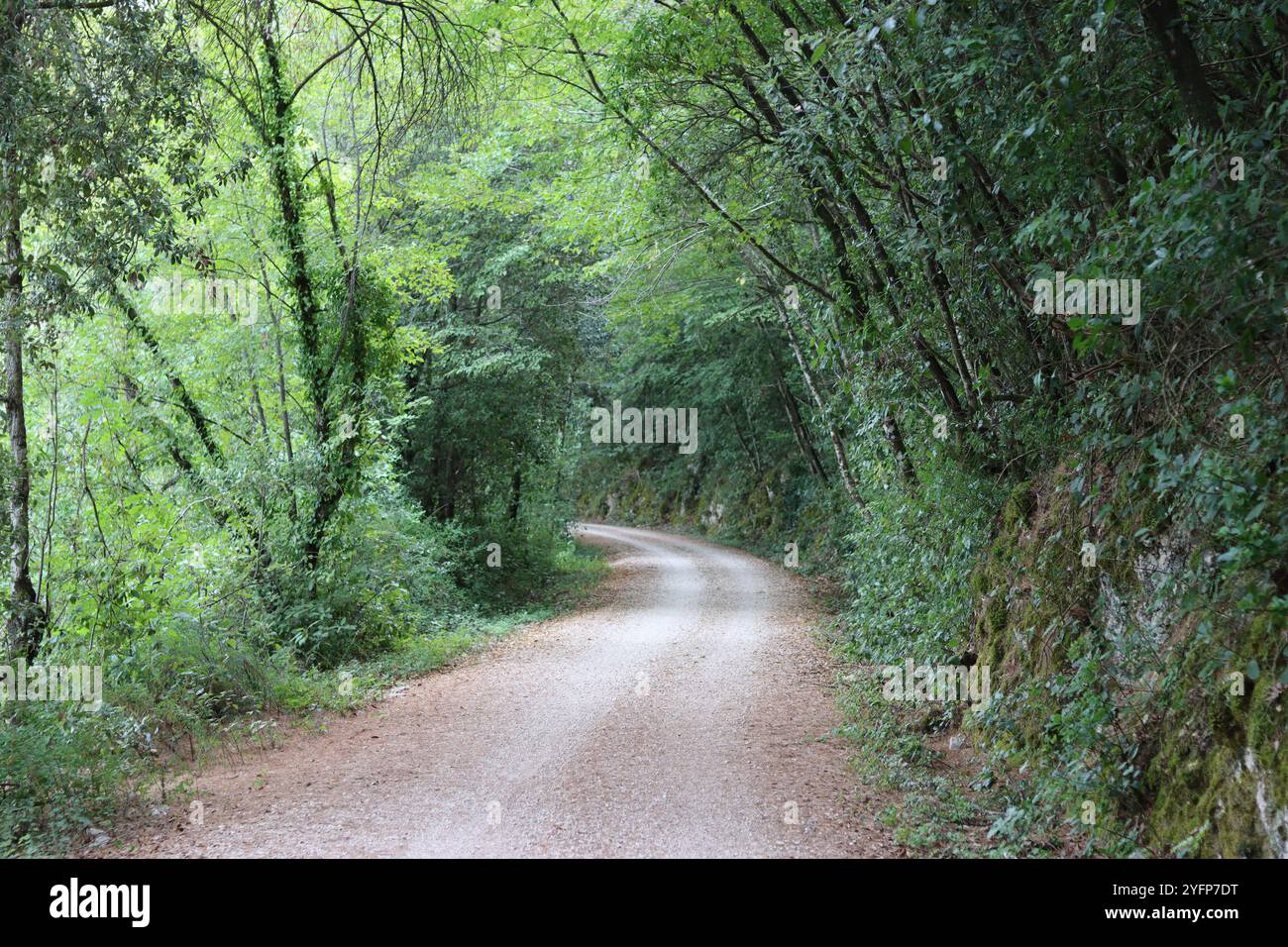 Landweg umgeben von Bäumen und üppigem Laub in der sonnigen Sommersonne Stockfoto