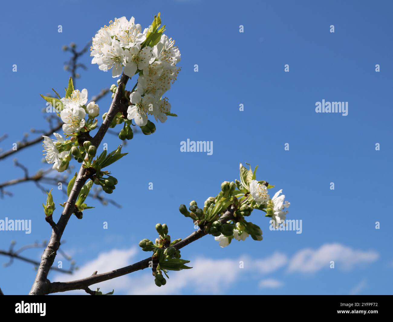 Zweig des blühenden Birnenbaums vor hellblauem Himmel, üppige Blüte des Obstbaums im Frühling, Details des Obstgartens im Frühling Stockfoto