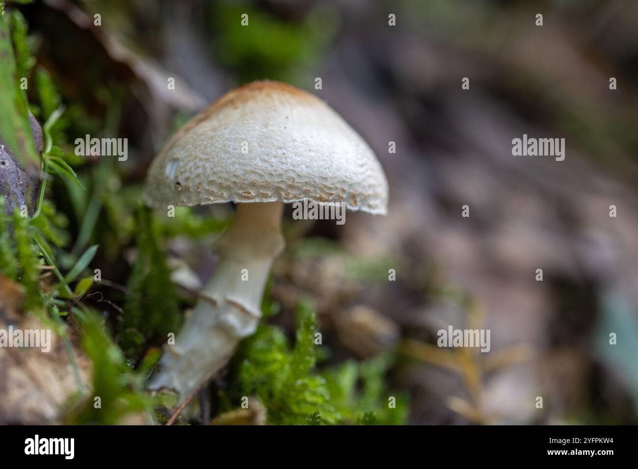 Wilde Pilze wachsen auf einem moosigen Waldboden Stockfoto
