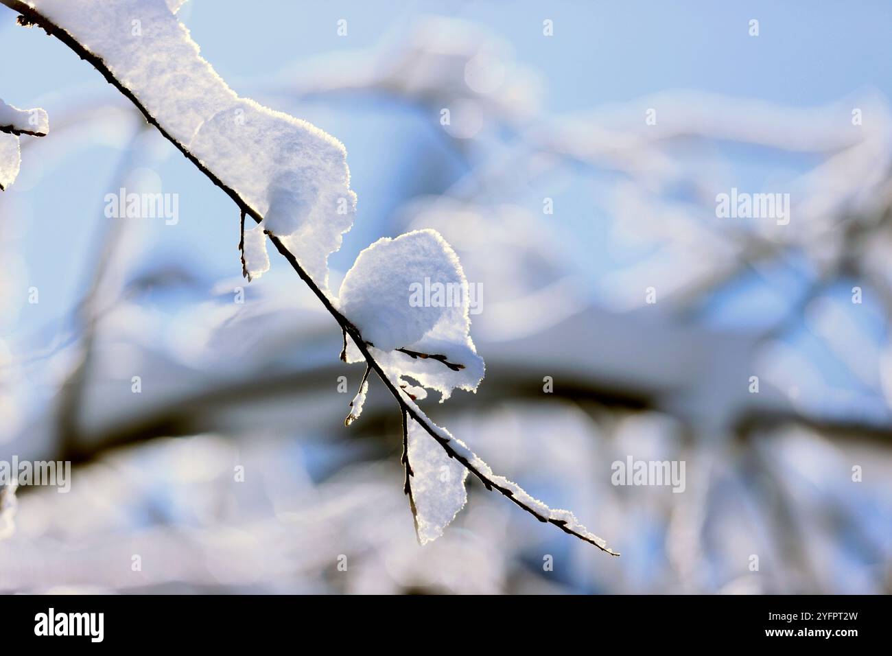 Französische Alpen. Schneebedeckter Baum im Winter. Saint-Gervais. Stockfoto