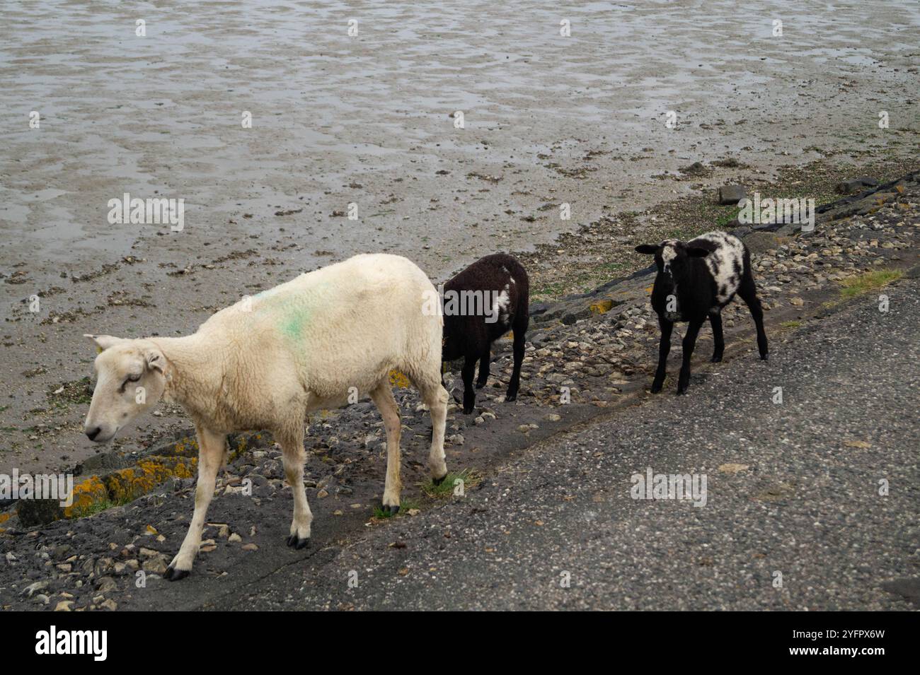 Weideschafe Ovis gmelini aries auf dem Deich in Friesland Stockfoto