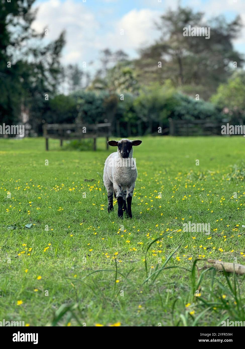 Niedliches Lamm mit braunem Gesicht und Beinen auf der Farm und Blick in die Kamera - Smartphone-aufgenommenes Stockfoto
