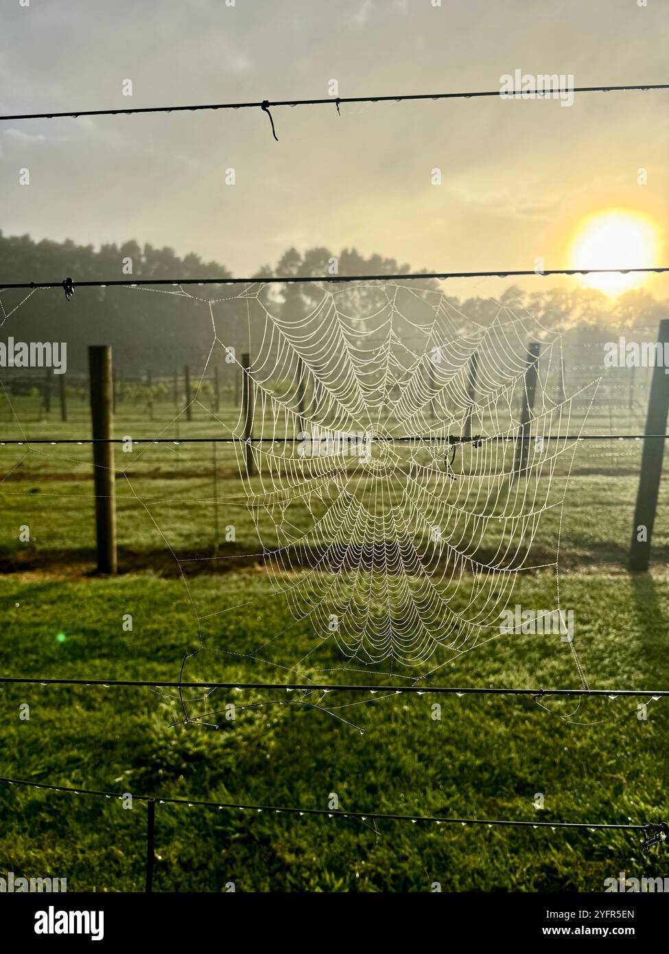 Spinnennetz in Weinreben fangen Morgensonnenaufgang - Smartphone-aufgenommenes Stockfoto