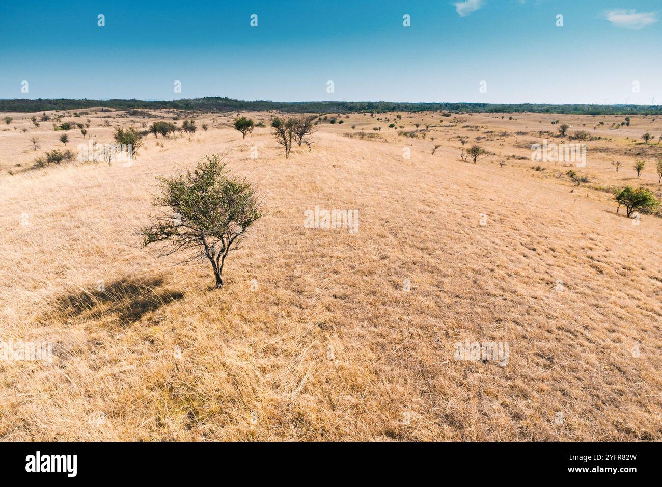 Die herbstlichen Farben der Wildnis verschmelzen mit dem Grasland und bieten ein wunderschönes Safari-Erlebnis in dieser einzigartigen Landschaft Stockfoto