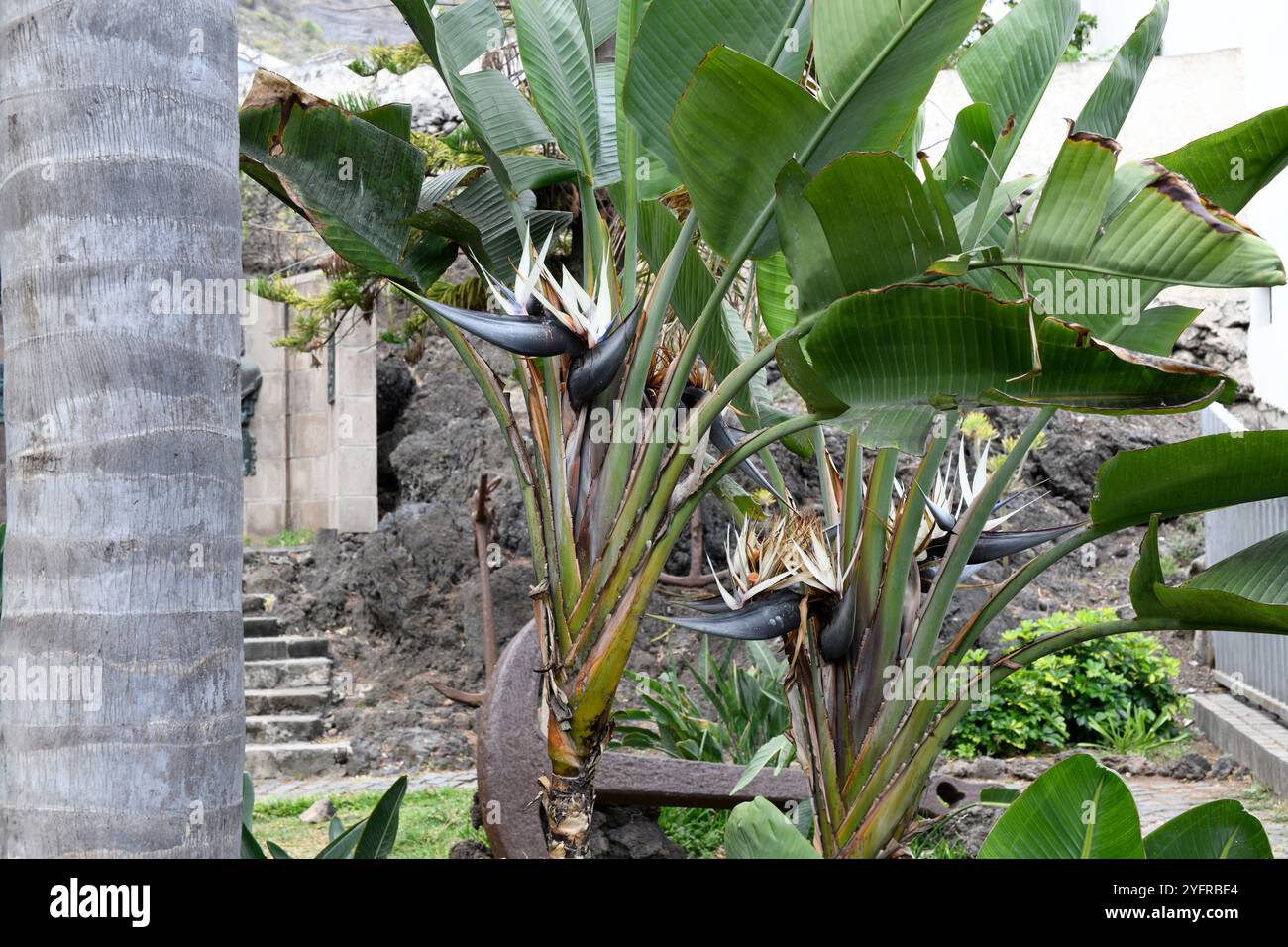 nepenthes variegata Nepenthes Viking x Ampullaria Variegata | Buy online