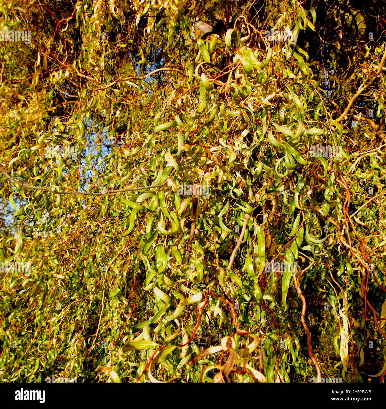 Nahaufnahme der Blätter der Curly Willow Salix matsudana Tortuosa im Abendlicht in der Nähe des Dorfes Lantadilla Palencia Kastilien und Leon Spanien Europa Stockfoto