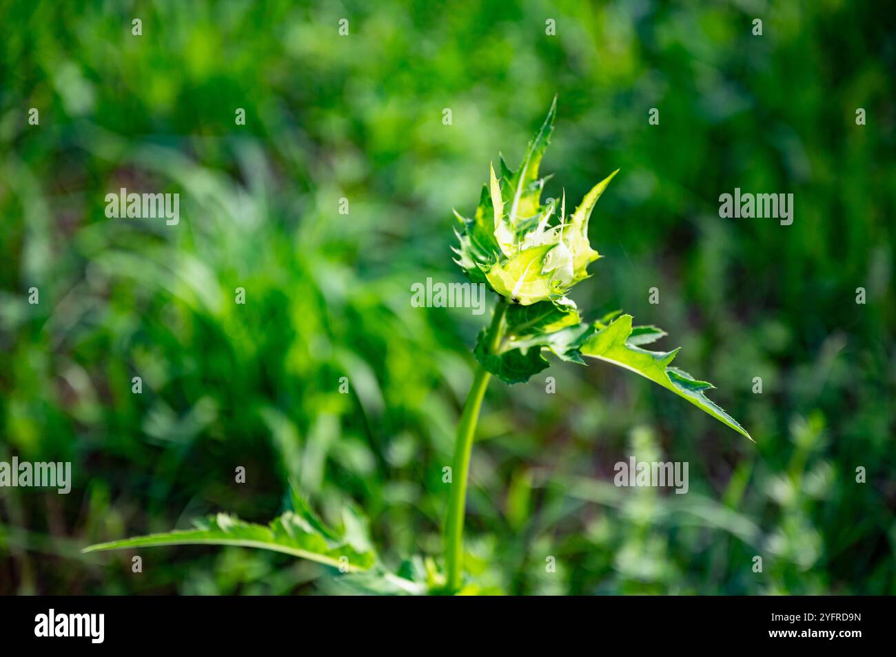 Schöne junge Distelmenschen inmitten grüner Grasvegetation. Stockfoto