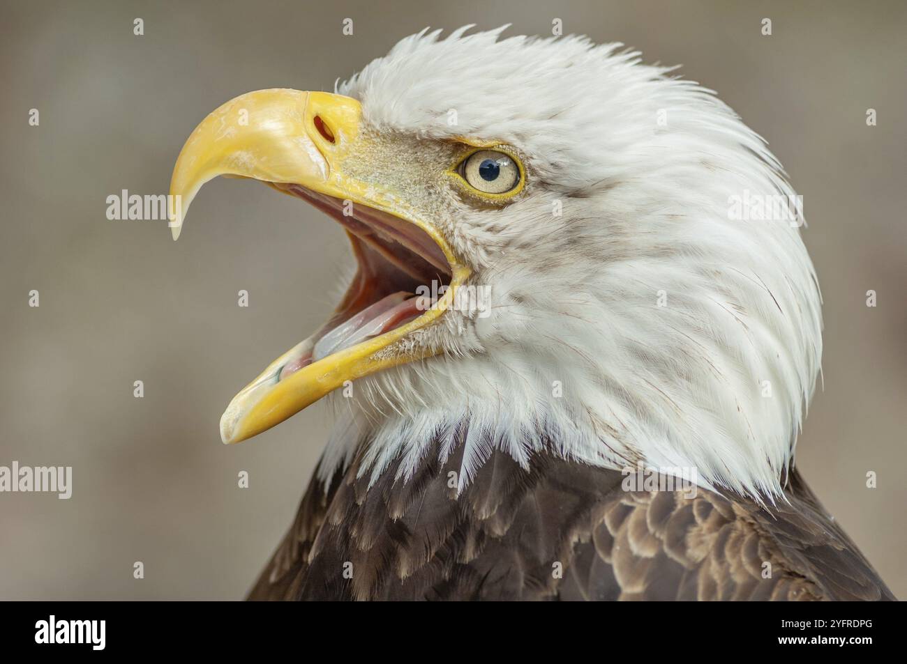 Weißkopfadler (Haliaeetus leucocephalus) Porträt gefangen in einem Tierpark. Elsass, Frankreich, Europa Stockfoto