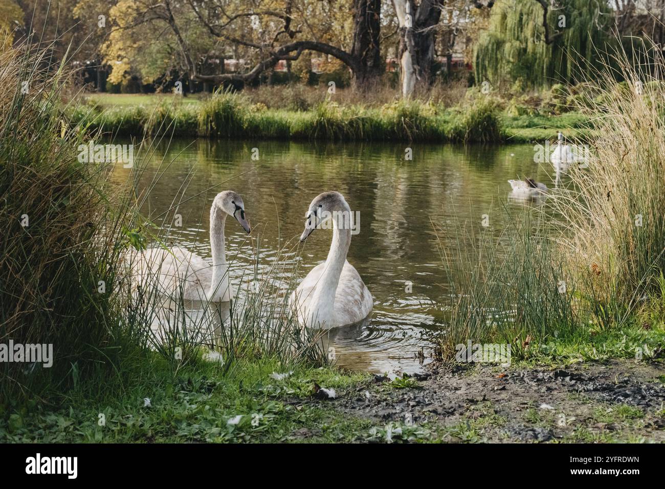 Zwei weiße Schwanenpaare, die sich lieben. Wilder Schwan (Cygnus olor) schwimmt im Winter auf einem Teich, die Tierwelt der Tschechischen Republik in Europa Stockfoto