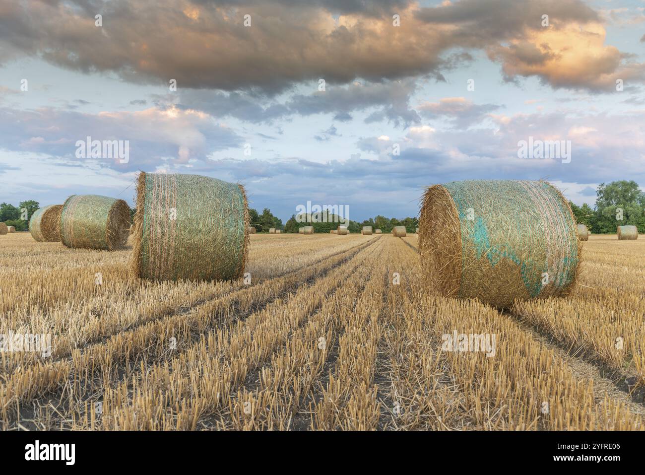 Strohwalzen auf dem Feld von geerntetem Getreide. Elsass, Frankreich, Europa Stockfoto