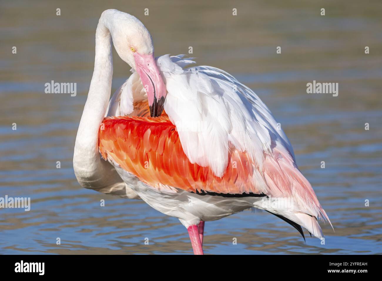 Porträt eines Flamingos in einem Sumpfgebiet der Camargue, Tier im Naturraum, Frankreich, Europa Stockfoto