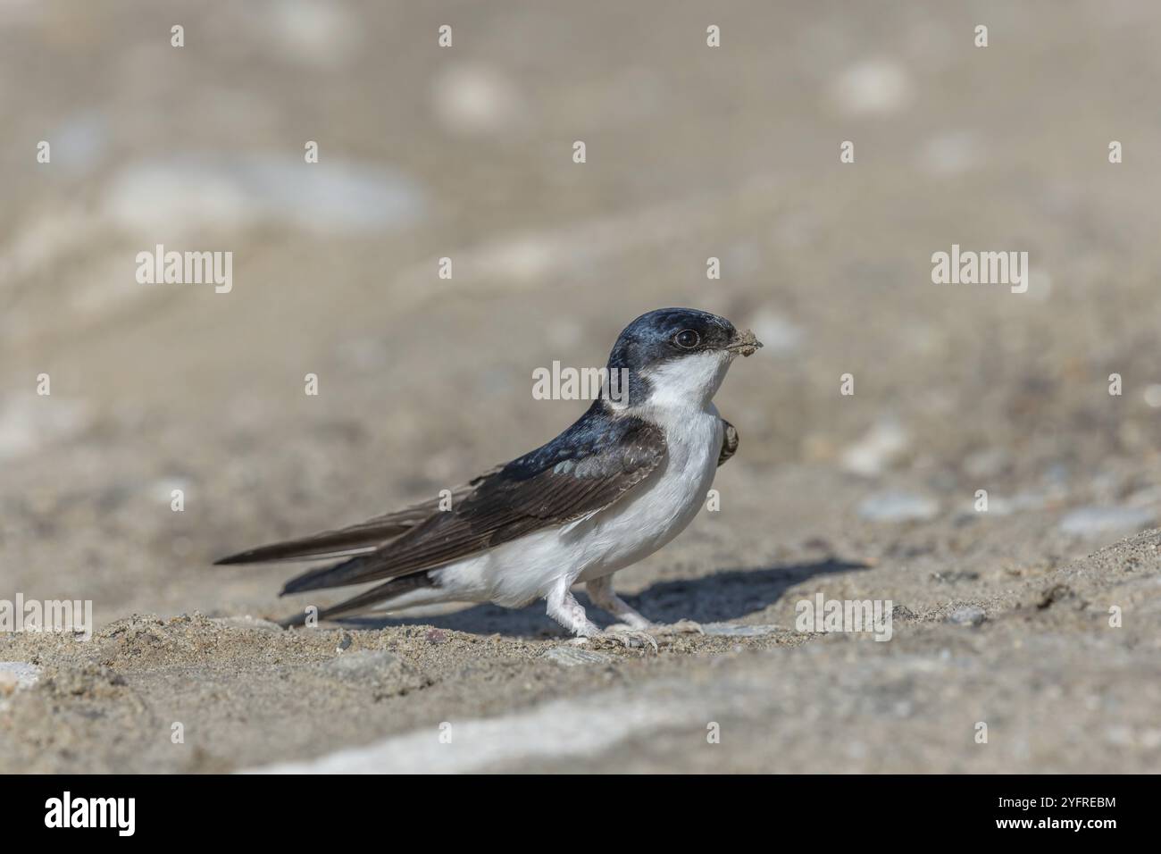 Haus martin (Delichon urbicum) auf dem Boden, um Schlamm zu gewinnen, mit dem es sein Nest baut. Elsass, Frankreich, Europa Stockfoto