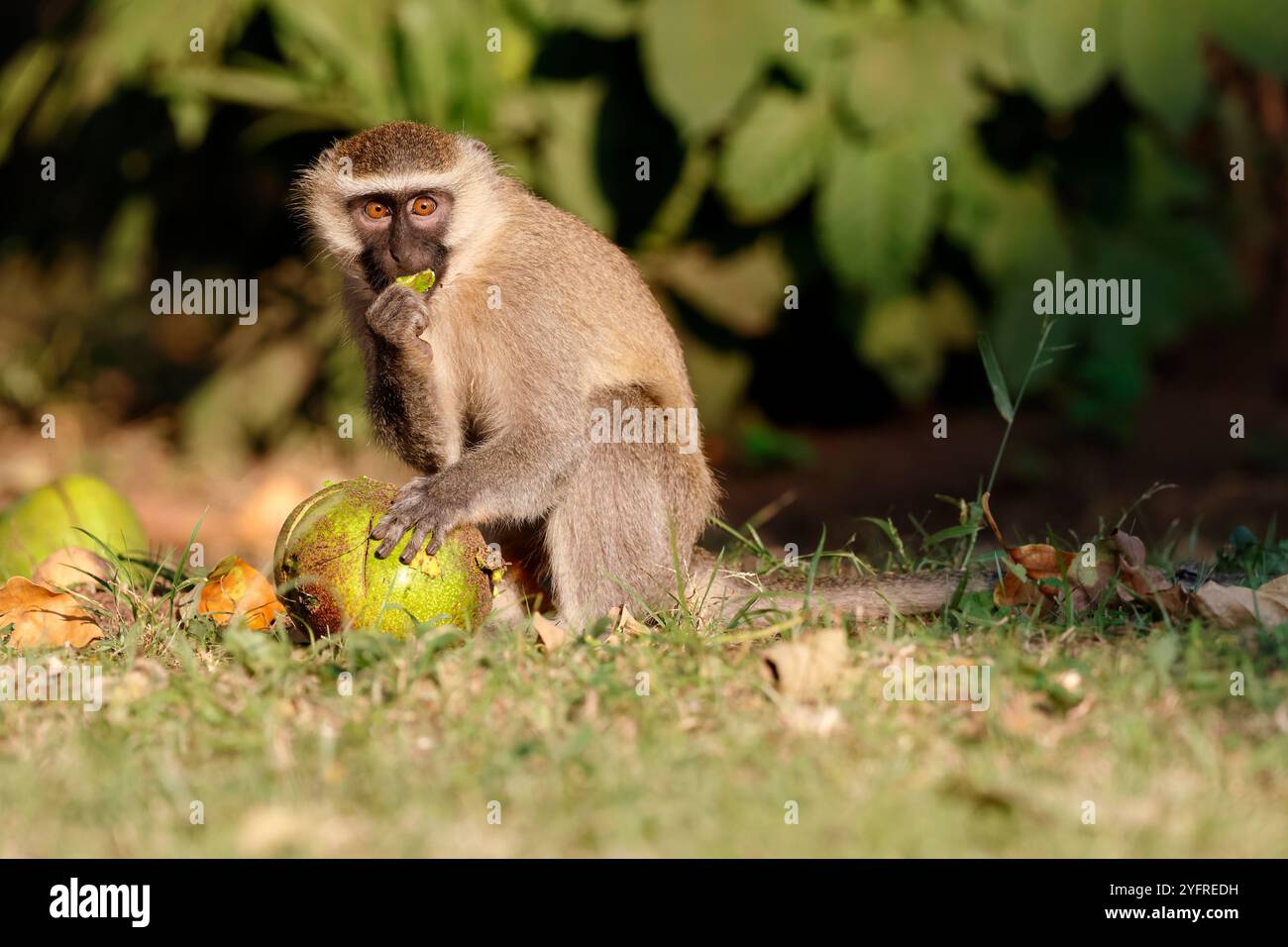 Wirbelaffen, Chlorocebus pygerythrus. Essen Sie einen Windfall-Affenapfel auf dem Gelände der Elephant hab Lodge, Queen Elizabeth National Park. Stockfoto