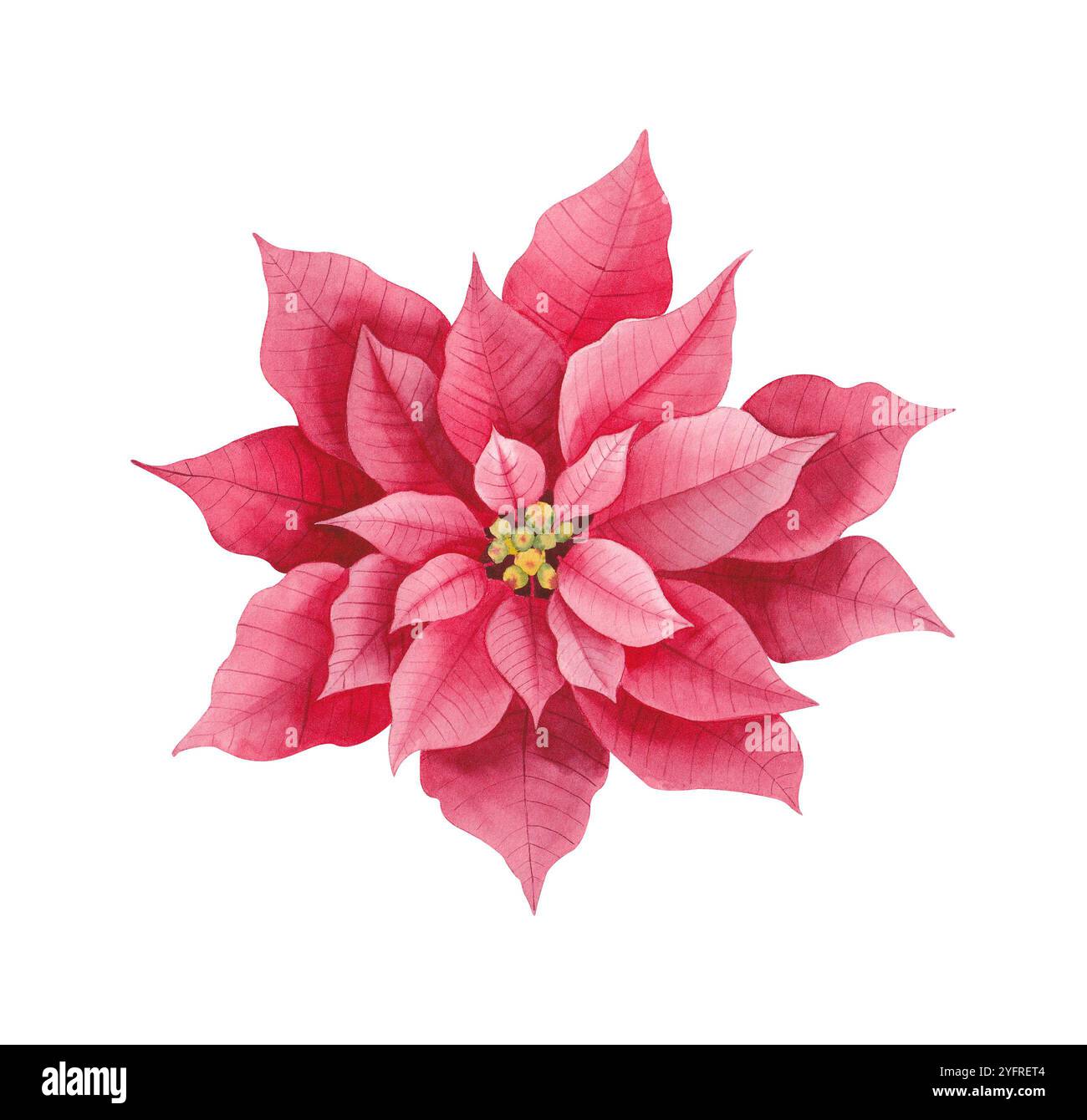 Weihnachtsstern illustration -Fotos und -Bildmaterial in hoher Auflsung   Alamy