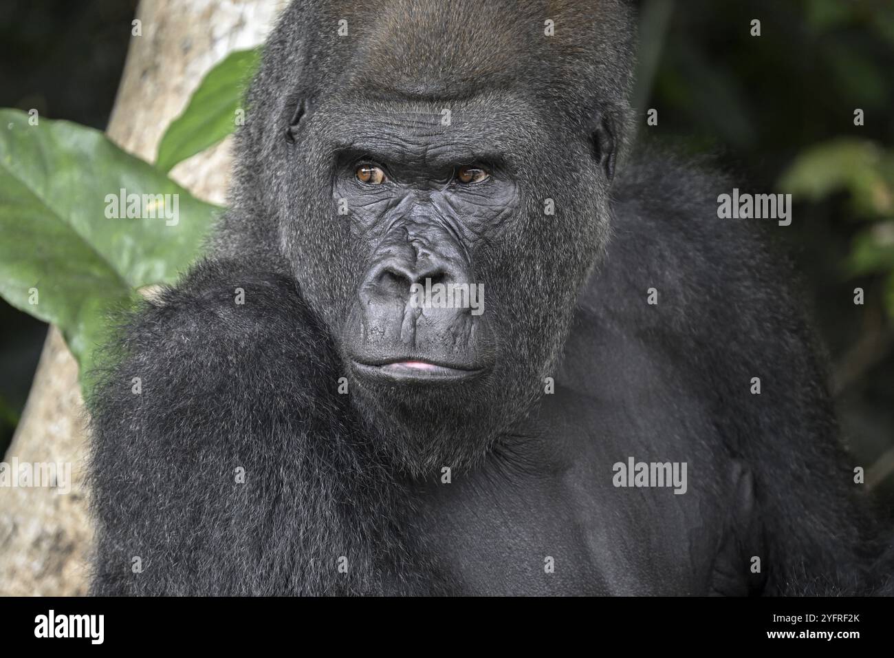 Westlicher Tieflandgorilla (Gorilla Gorilla), Porträt, Naturschutzgebiet Lesio-Louna, in der Nähe von Moembe, Departement Plateau, Republik der Co Stockfoto