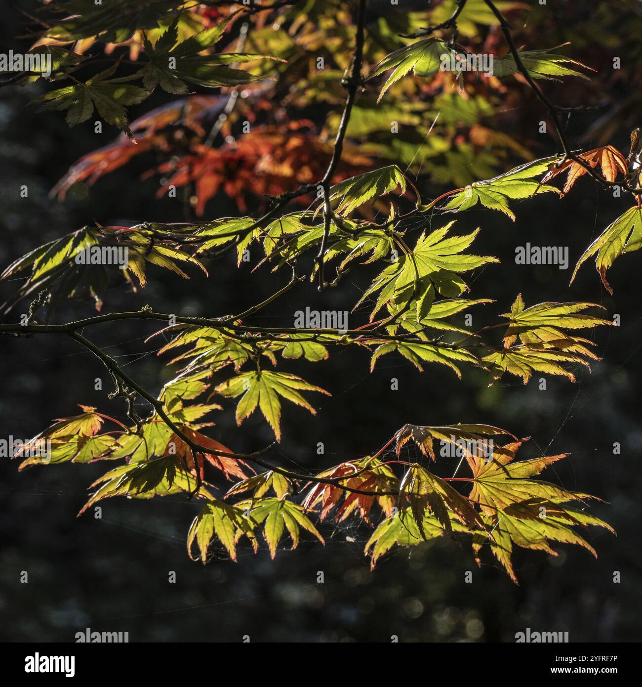 Japanischer Fanapel (Acer palmatum Trompenburg), Herbstlaub, Emsland, Niedersachsen, Deutschland, Europa Stockfoto