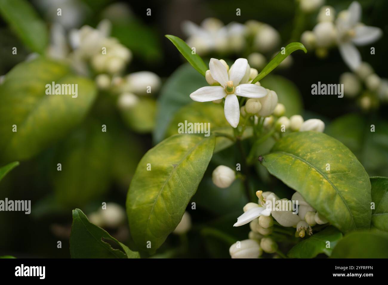 Orange C. x Sinensis Group Orange C. x Sinensis Citrus x Sinensis Group Carl von Linné, Osbeck Foto: Magnus Martinsson / TT / 2734 Stockfoto