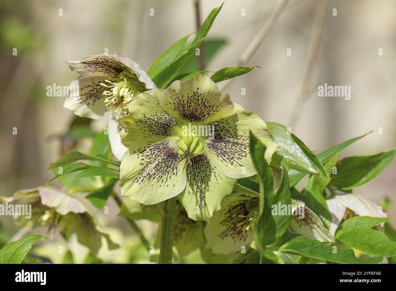 Orientalischer Helleborus orientalis, Bayern, Deutschland, Europa Stockfoto
