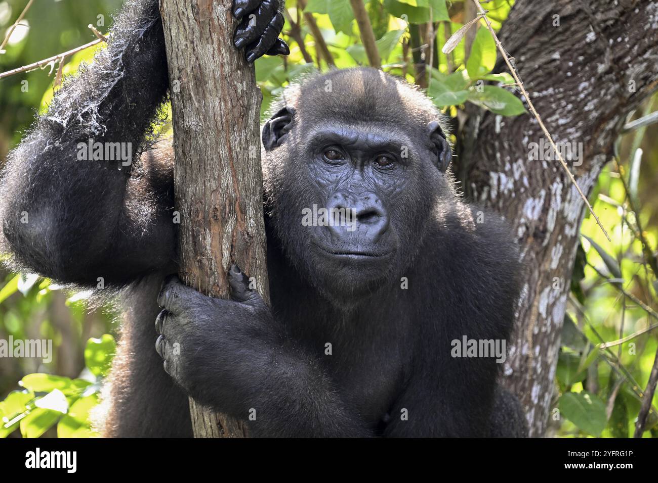 Westlicher Tieflandgorilla (Gorilla Gorilla), Porträt, Naturschutzgebiet Lesio-Louna, in der Nähe von Moembe, Departement Plateau, Republik der Co Stockfoto