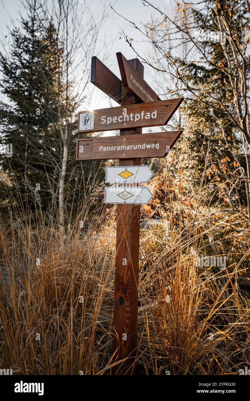 Hölzerne Wegweiser im Wald mit Herbstlandschaft, Schwarzwald, Deutschland, Europa Stockfoto