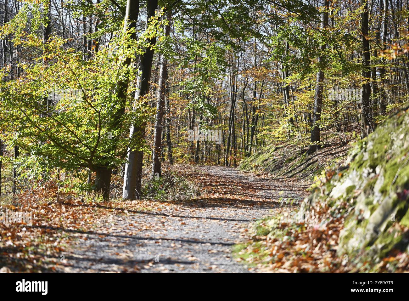 DEU, Deutschland, Iserlohn: Die Herbstfarben verzaubern den Wald im Sauerland und auch die Menschen im Maerkischen Kreis. Der kreative Fotograf Stockfoto