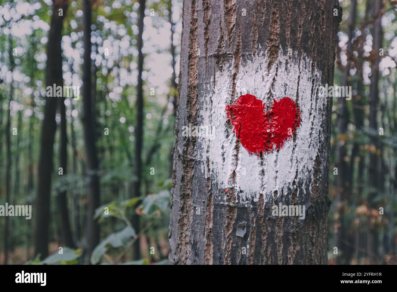 Ein in einen Baumstamm gemaltes, herzförmiges Zeichen entlang eines Wanderweges im Wald von Fruska Gora, das die Liebe in der Natur symbolisiert Stockfoto
