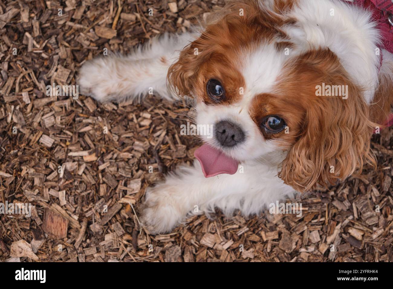 Nahaufnahme eines Kavalierkönigs Charles Spaniel, der mit der Zunge nach außen auf Rindenspänen liegt Stockfoto