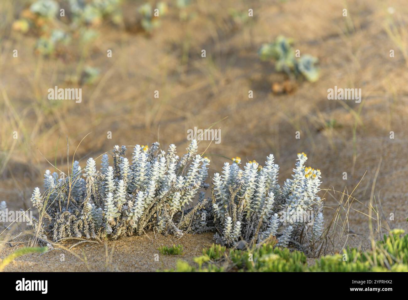 Cottonweed, Achillea maritima Blütenstand in den Sanddünen in Frankreich Stockfoto