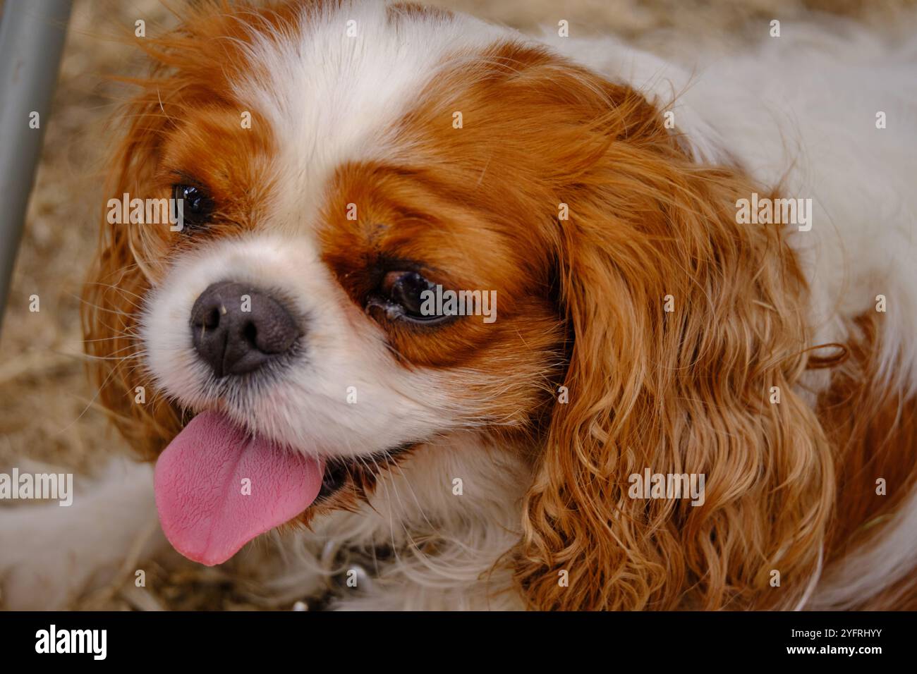 Nahaufnahme eines Kavalierkönigs Charles Spaniel, der mit der Zunge nach außen keucht, mit braunem und weißem Fell, langen Ohren und verspieltem Ausdruck. Stockfoto
