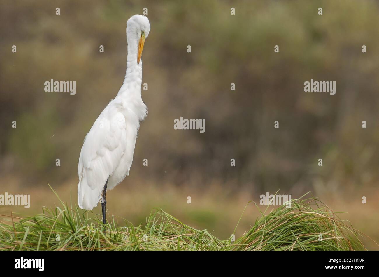 Reiher (Ardea alba) stinkt seine Federn im Sumpf. Elsass, Frankreich, Europa Stockfoto