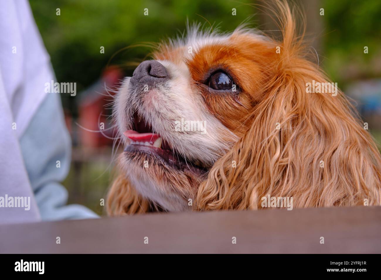 König Charles Cavalier Spaniel, Nahaufnahme des Seitenprofils, der nach oben blickt Stockfoto
